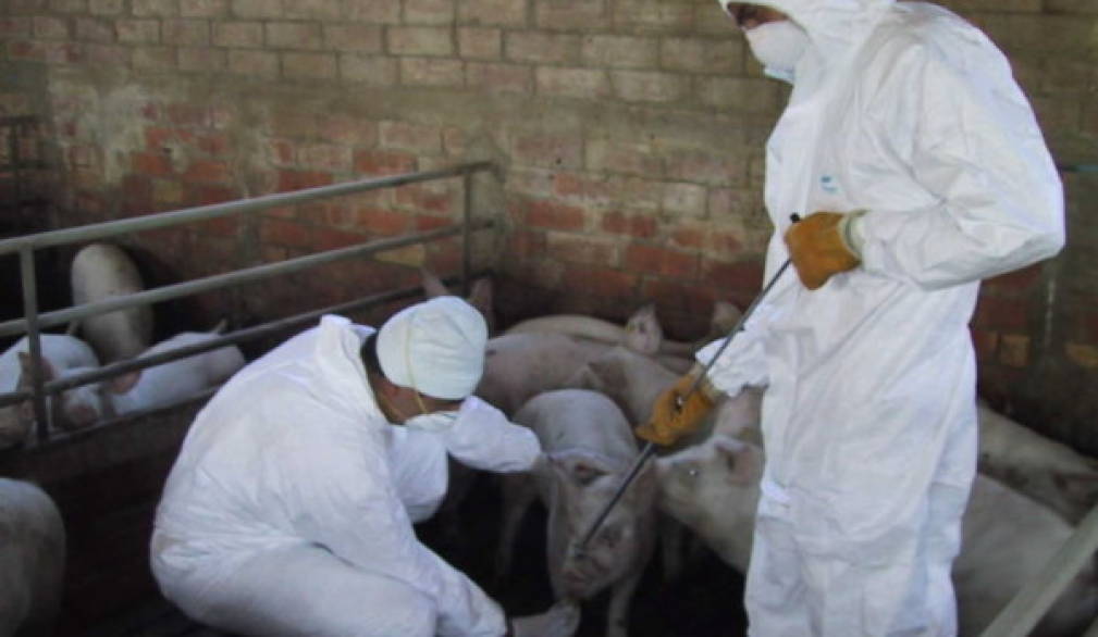 Come curare l'influenza suina?