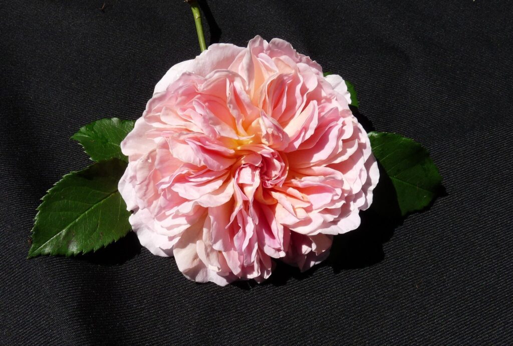 Qual è il fiore più pregiato?