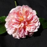 Qual è il fiore più pregiato?