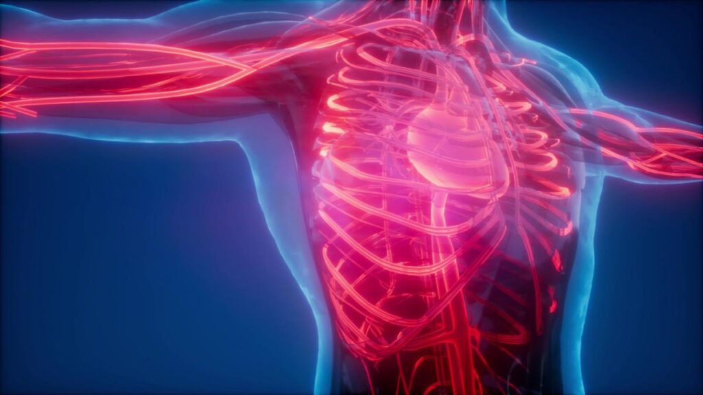 Cosa serve al cuore per funzionare bene