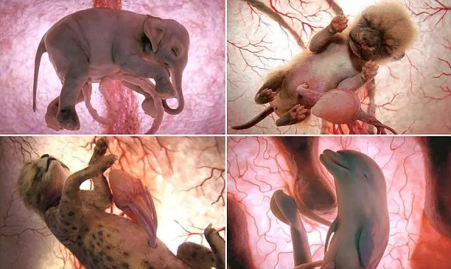Chi ha la gestazione più lunga?