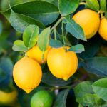 Cosa comporta mangiare tanti limoni?