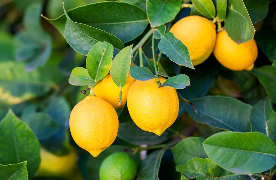 Cosa comporta mangiare tanti limoni?