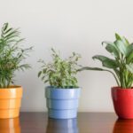 Quali sono le piante più comuni?