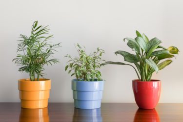 Quali sono le piante più comuni?
