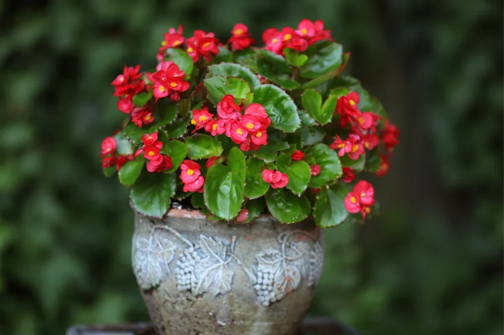 Qual è la pianta che fa fiori tutto l'anno?