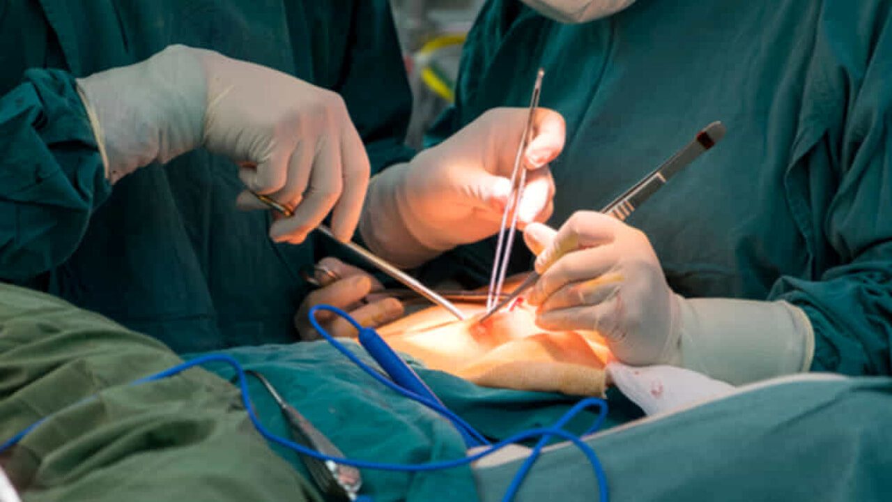 Qual è l'unico organo che non si può trapiantare?