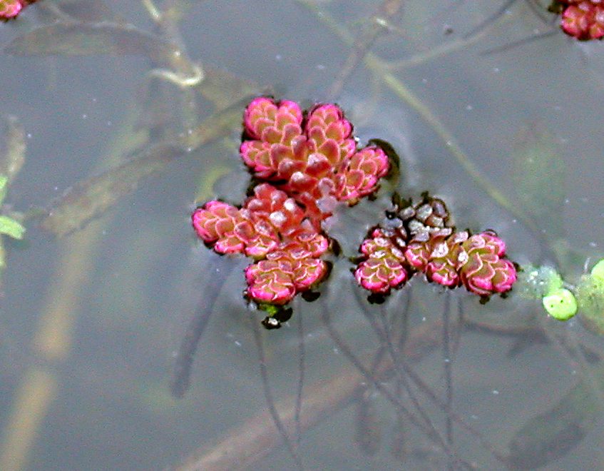 Piante e nanoplastiche: Felce acquatica Azolla filiculoides. 