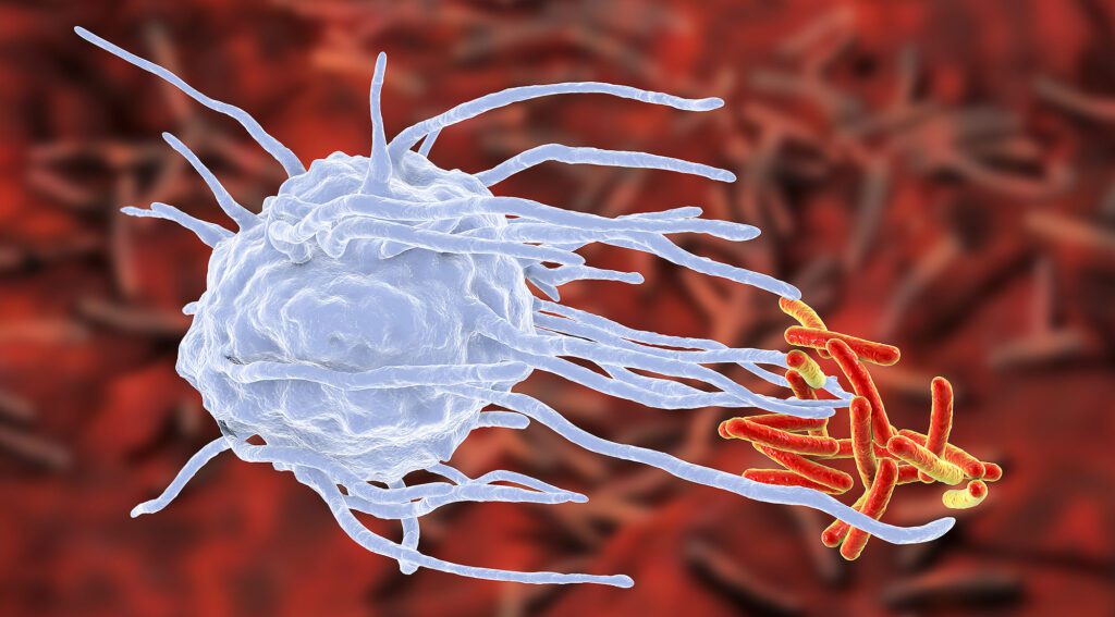 Uova e risposta immunitaria