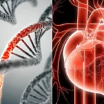 Mutazioni Genetiche e Valvole Cardiache