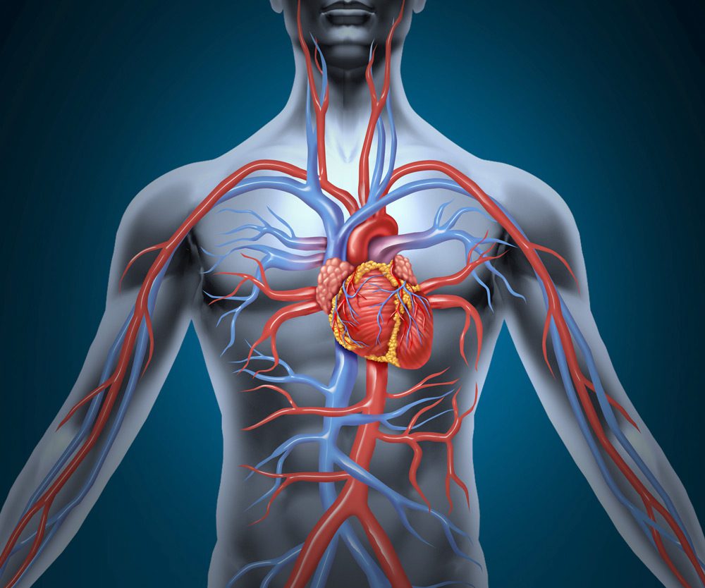 Impatto del Colesterolo sulla Salute Vascolare