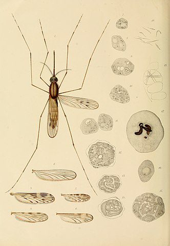 Tavola illustrata nr. 5, tratta da "Studi di uno zoologo sulla malaria"