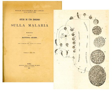 A sinistra, il frontespizio della pubblicazione "Studi di uno zoologo sulla malaria"; a destra, il ciclo vitale del plasmodio della malaria