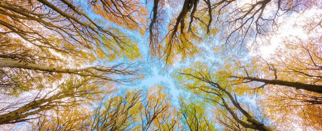 Gestione dello Stress con la Natura