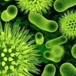 Esistono batteri che aiutano il nostro corpo?