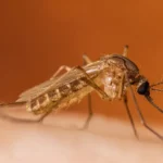 Proteggersi dal virus West Nile