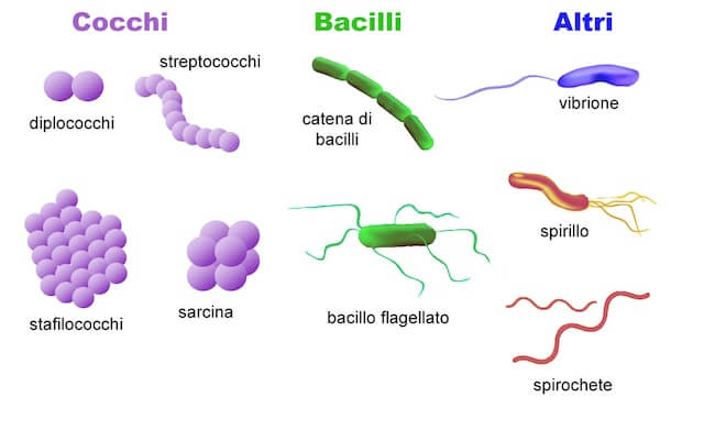 Differenze tra Cocchi e Bacilli