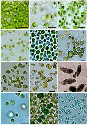 Fotografie di microalghe
