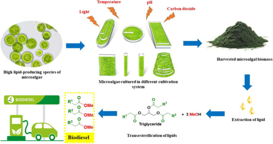 Figura 3 - Schema produzione biodiesel dalle microalghe