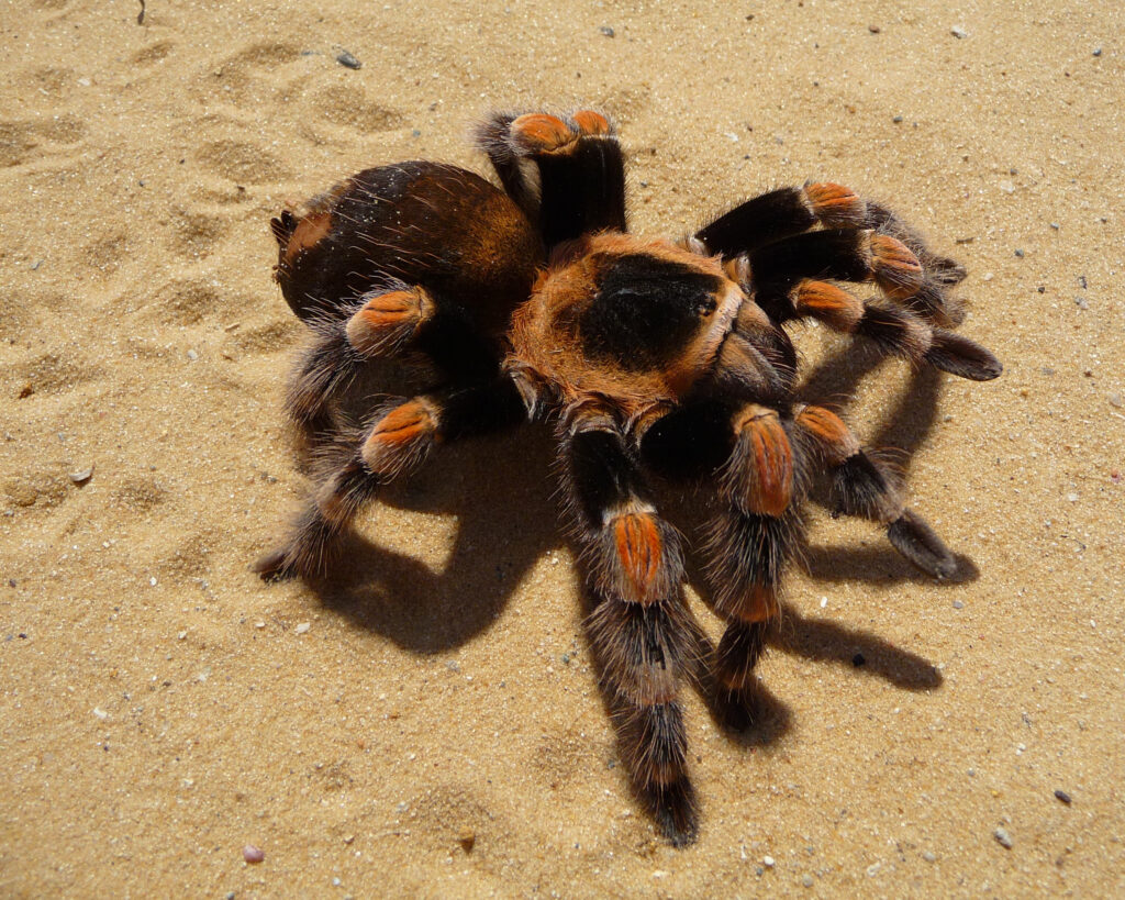 Tarantola Brachypelma smithi
