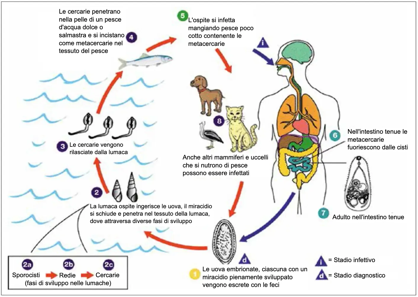 Ciclo vitale di Heterophyes heterophyes