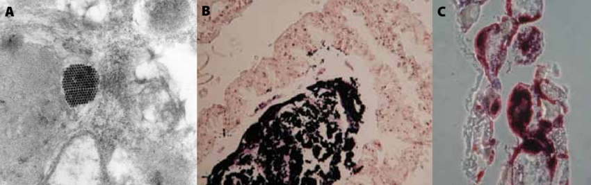 Identificazione del virus nelle ovaie della regina (A), nell'intestino del fuco (B) e nel tessuto adiposo della regina(C)