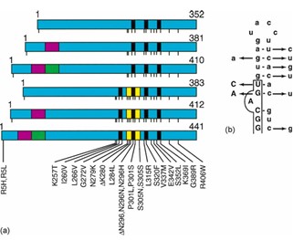 le sei isoforme della proteina tau