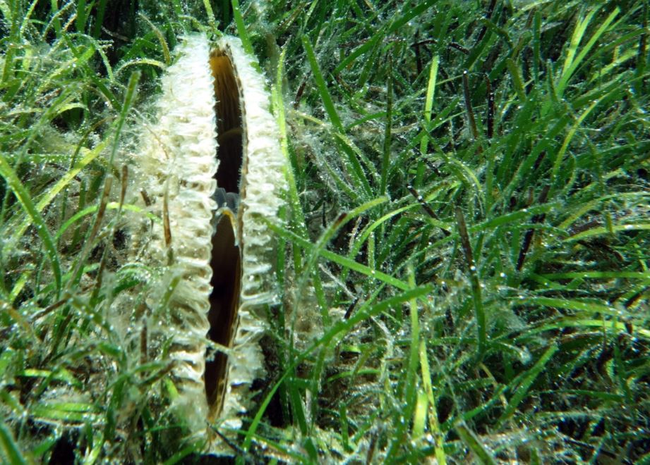 Figura 2 - Un esemplare di Pinna nobilis tra le praterie di Posidonia oceanica, oggi in pericolo di estinzione. [Fonte: Pixabay.com]
