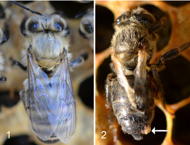 Confronto tra ape sana (1) e affetta dal DWV con presenza di V. destructor (2). 