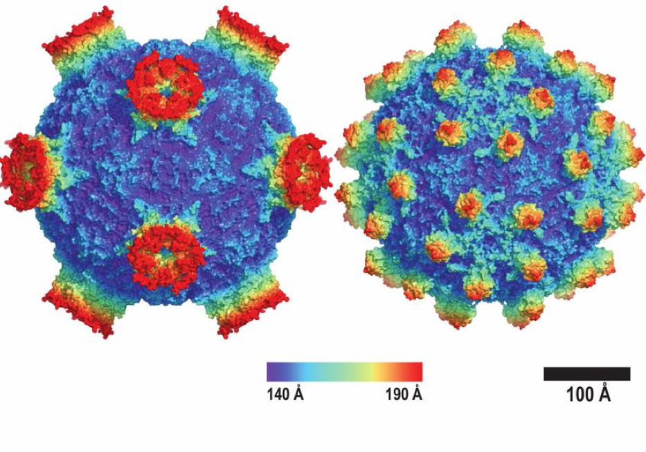 Struttura della particella virale del DWV