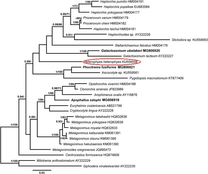Albero filogenetico di alcuni Trematodi dell'ordine Opisthorchiida, confrontati in base alle sequenze dell'rRNA 28S. La posizione di Heterophyes heterophyes &egrave; stata evidenziata 