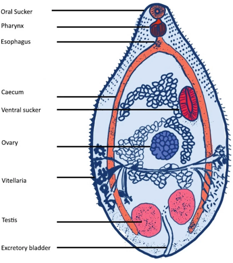 Schema anatomico di Heterophyes heterophyes
