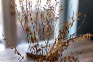 Come non far seccare le piante di appartamento