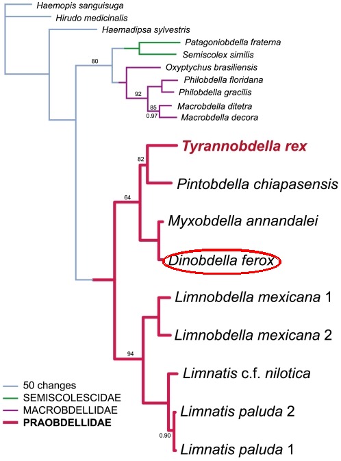 Albero filogenetico basato su una combinazione di geni ribosomiali e mitocondriali. La famiglia Praobdellidae è formata da specie che hanno una predilezione per le mucose dei mammiferi