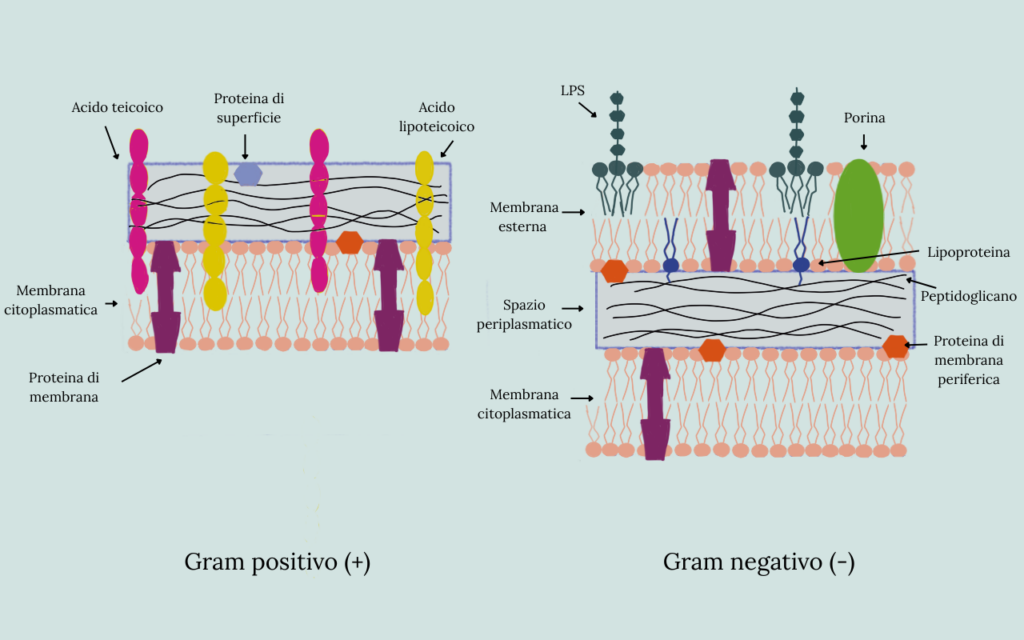 Membrana-cellulare-batterica-gram-positivi-gram-negativi