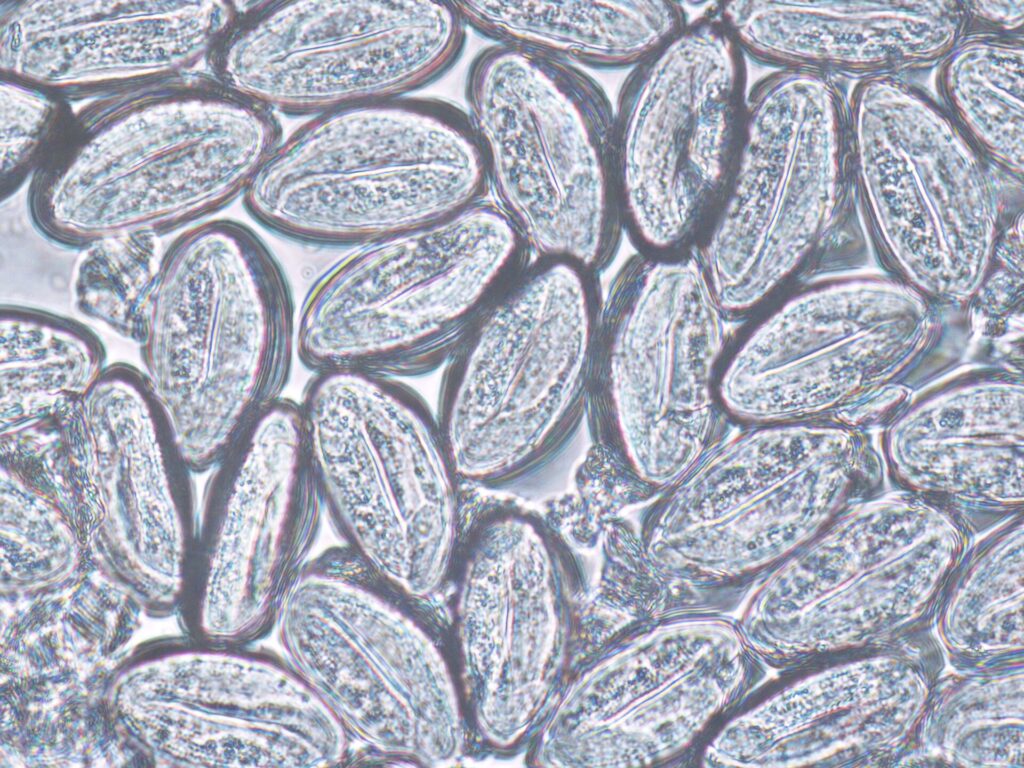 antiparassitari-elminti-uova