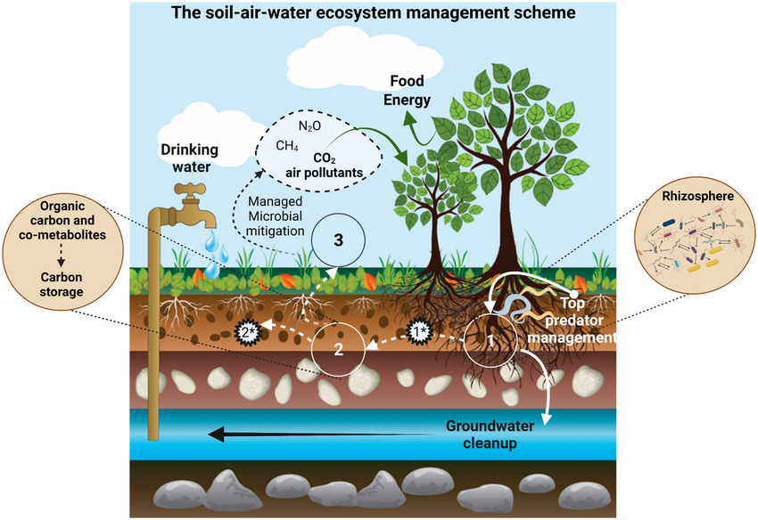 ecologia dei microrganismi nel suolo e ruolo nei servizi ecosistemi