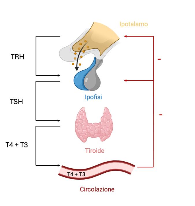 L'immagine mostra sinteticamente l'asse ipotalamo-ipofisi-tiroide, con la produzione ormonale che deriva dall'interazione degli attori coinvolti.