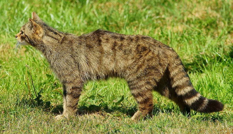 gatto selvatico nel suo habitat