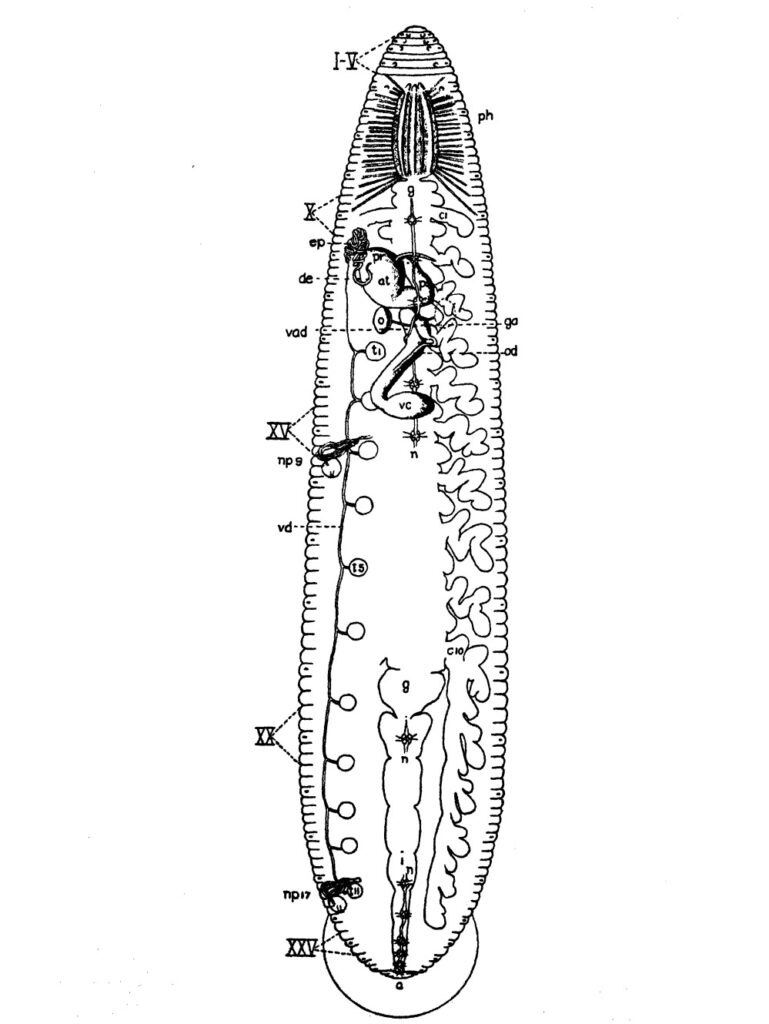 Schema dell'anatomia generale di una tipica sanguisuga a dieci occhi basato su Hirudinaria granulosa. I segmenti sono indicati con i numeri romani. a = ano; at = atrio; c 1-10 = tasche laterali dello stomaco; de = dotto eiaculatore; ep = epididimo; g = stomaco; ga = ghiandola dell'albume; i = intestino; n = cordone nervoso con gangli; np 9-17 = nefridi; o = ovario; od = ovidotto comune; ph = faringe; pr = regione della prostata; ps = sacco del pene; t 1-11 = testicoli; vad = vagina; vc = fondo cieco della vagina; vd = vaso deferente