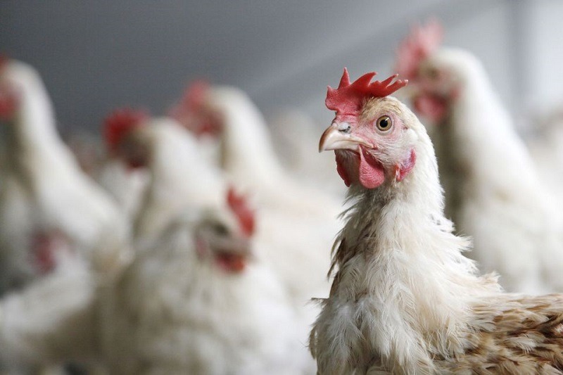  Allevamenti Avicoli: Normative e Pratiche Essenziali contro l’Aviaria