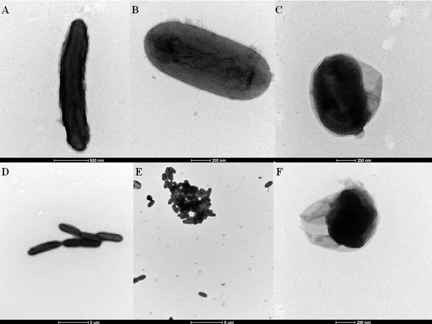 Morfologia di Geobacter Sulfurreducens