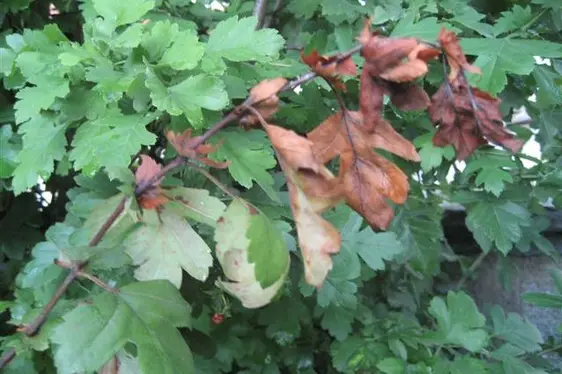 Rami di albero con foglie bruciate dalla Erwinia amylovora
