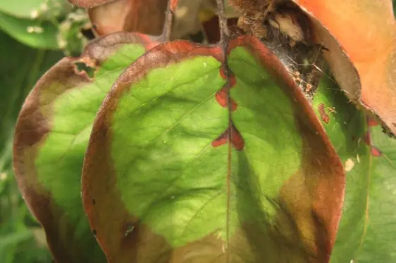Foglia completamente bruciata da Erwinia amylovora
