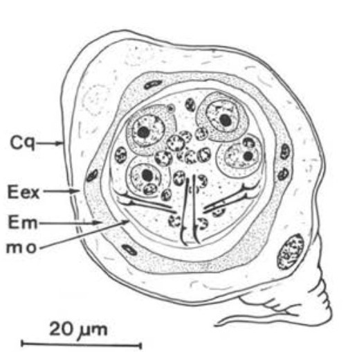 oncosfera di C. longicolle