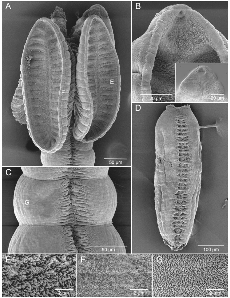 Immagini al microscopio elettronico a scansione di C. multispelaeum reperiti in Aetomylaeus bovinus al largo del Senegal. A. Scolice. B. Regione anteriore del botridio che mostra la ventosa apicale. C. Solco longitudinale mediano sulle proglottidi immature. D. Proglottide matura. E. Superficie distale del botridio. F. Superficie prossimale del botridio. G. Superficie di una proglottide.