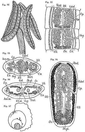 C. tobijei. 92. Scolice. 93. Proglottidi anteriori; vista dorsale. 94. Proglottide gravida isolata; vista dorsale. 2,6 x 1,18 mm. 95, 96. Sezioni trasversali di una proglottide in maturazione. 97. Uovo con filamento. 42-48 x 36-42 µ. Abbreviazioni: C.p., sacco del cirro; Ex., apparato escretore; G.d., ovidotto ; Inn.m., muscolo longitudinale interno; Ov., ovaio; Sh.gl., ghiandola del guscio; Test., testicolo; Ut., utero; Vag., vagina; V.def., dotto deferente; Vit., ghiandole vitelline; Vit.d., dotto vitellino.
