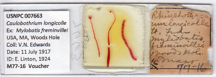 Vetrino con Caulobothrium longicolle fissato in formalina al 70% di etanolo. L'esemplare proviene dalle acque del Massachusetts e dall'intestino di una razza Myliobatis freminvillei