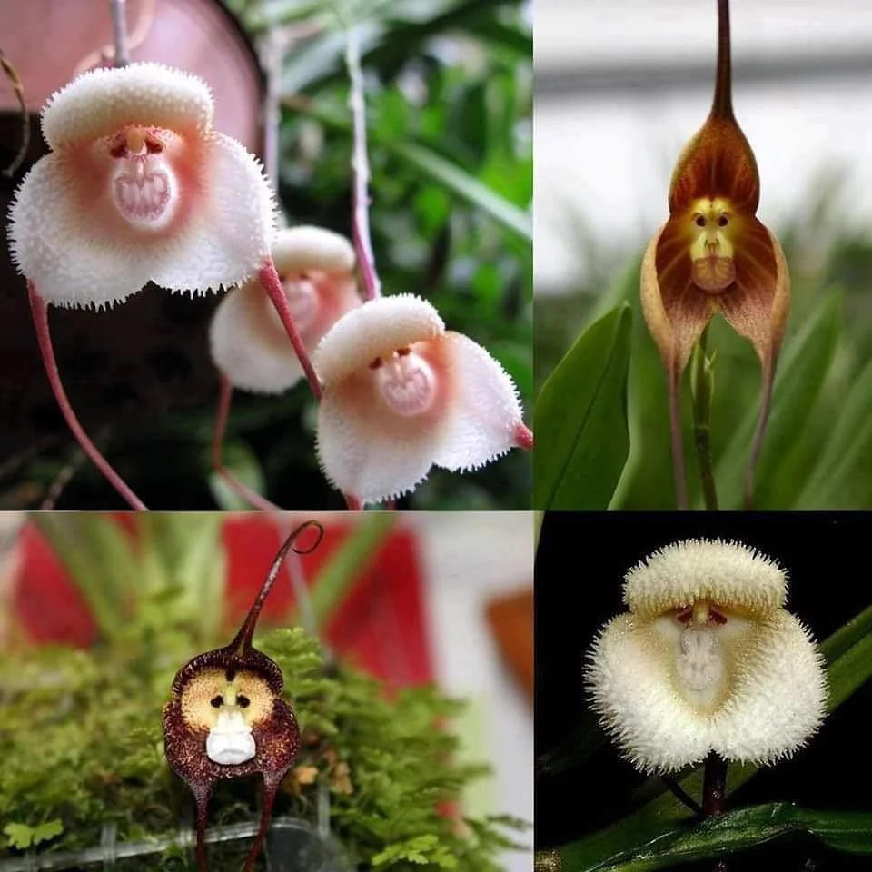 Simia Come curare la Dracula simia: l'Orchidea Scimmia