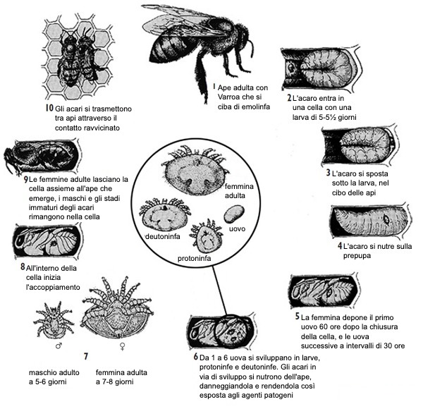 Ciclo vitale degli acari Varroa
